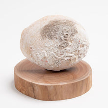 Load image into Gallery viewer, Abalone Shell (Raw)