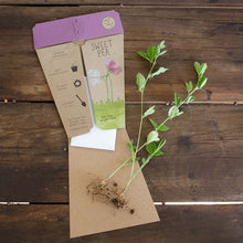 Load image into Gallery viewer, Sweet Pea Gift of Seeds