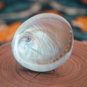 Abalone Shell (Polished)